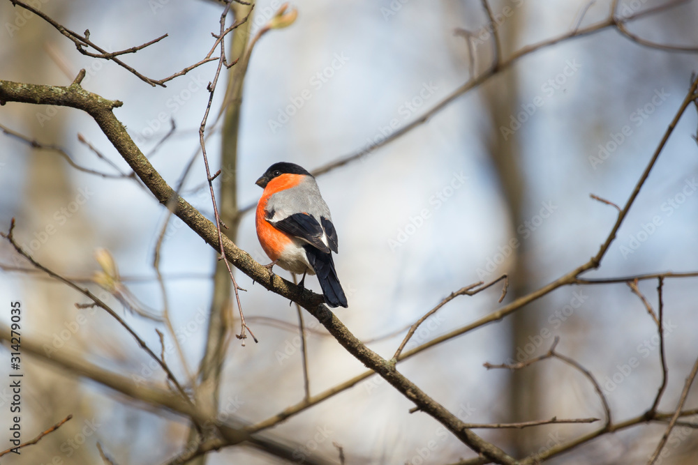 The Eurasian bullfinch, common bullfinch or bullfinch (Pyrrhula pyrrhula) is a small passerine bird in the finch family, Fringillidae. The Eurasian bullfinch, common bullfinch or bullfinch (Pyrrhula pyrrhula) is a small passerine bird in the finch family, Fringillidae.
