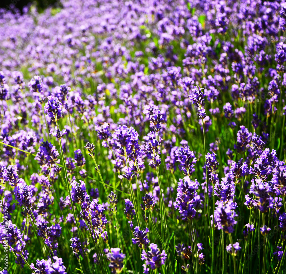 lavanda violet flowers 