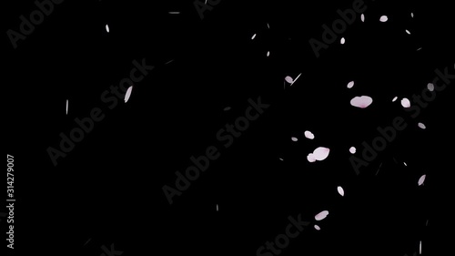 桜吹雪