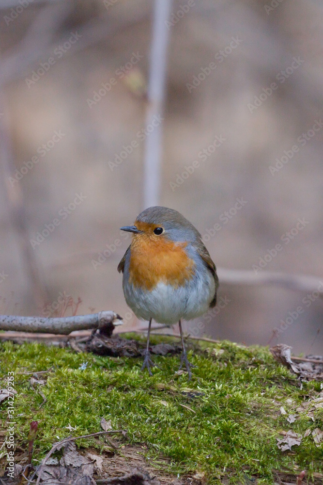 European robin (Erithacus rubecula) close up in the natural environment. European robin (Erithacus rubecula) close up in the natural environment.