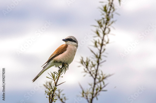 Red backed shrike (Lanius Collurio). male. Red backed shrike (Lanius Collurio) in the natural environment