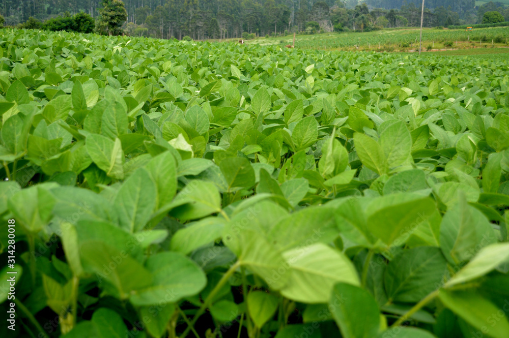 soy farm soy farm