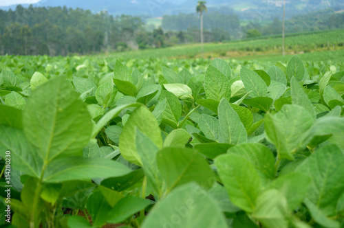 soy farm