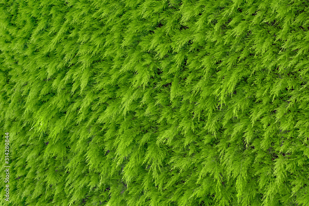 Light green garden hedge pattern. Background of white cedar closeup. Green background of plant cedar. Natural textured background. Bright green color of tree closeup. Decorative hedge background Light green garden hedge pattern. Background of white cedar closeup. Green background of plant cedar. Natural textured background. Bright green color of tree closeup. Decorative hedge background