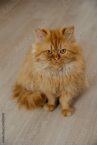 cute adult ginger persian cat sitting on the floor
