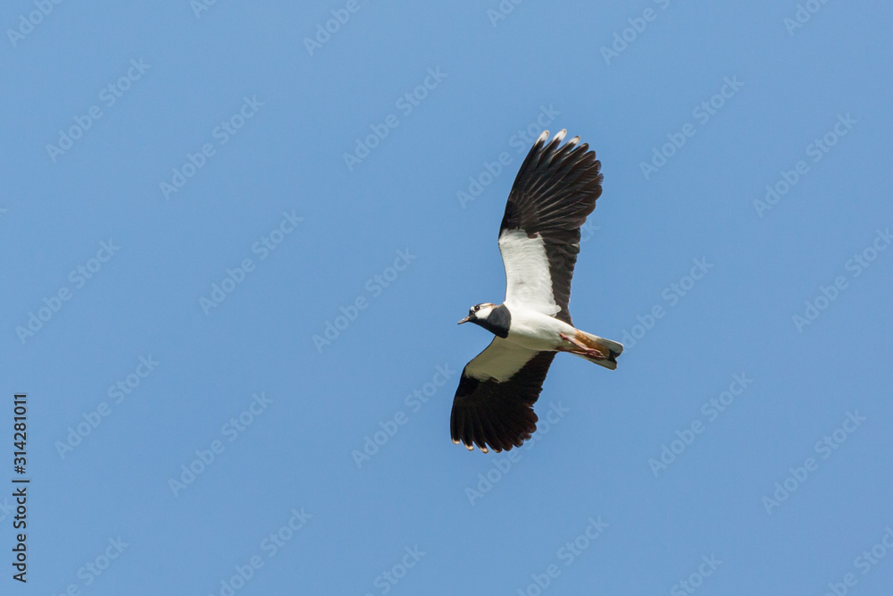 Fototapeta premium close-up flying lapwing bird (vanellus vanellus) with spread wings