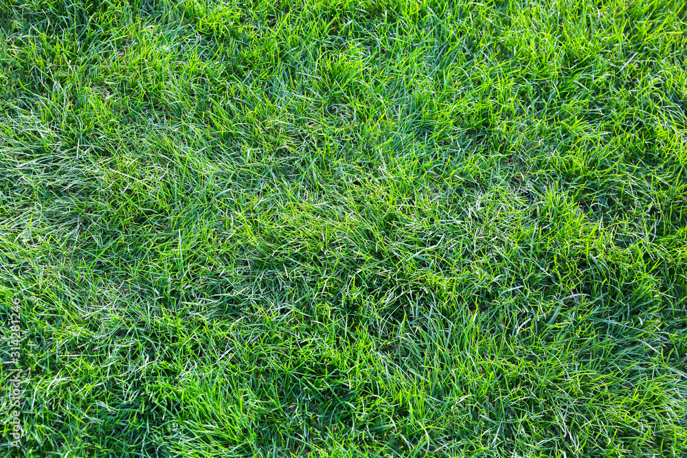 Green grass texture background. Spring season. Green grass texture background. Spring season.