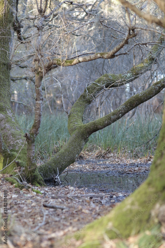 tree in the forest tree in the forest
