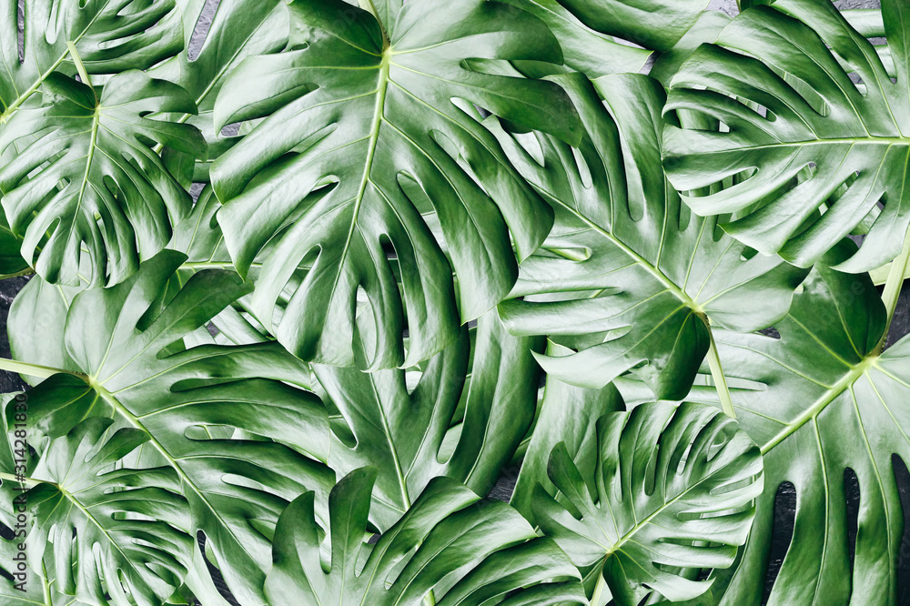 Fototapeta premium Green tropical leaves background. Monstera houseplant. Eco friendly photo.