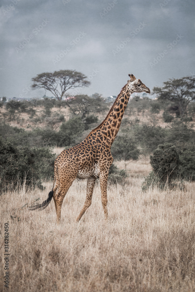 Fototapeta premium giraffe