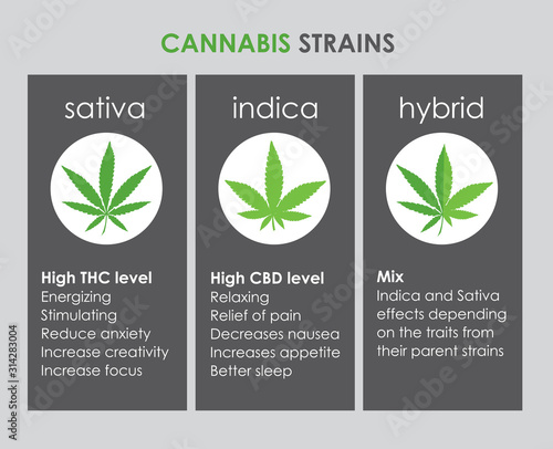 cannabis indica and sativa strains species information