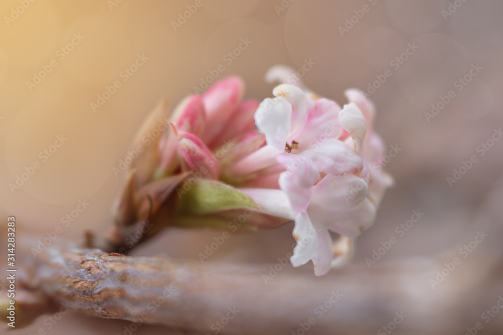 Obraz premium blossom