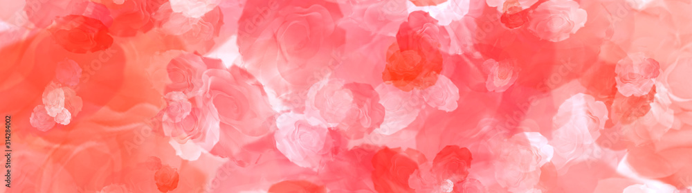 Natural red roses on the best big background panorama. Background with flowers. Valentines love background. Red abstract background.