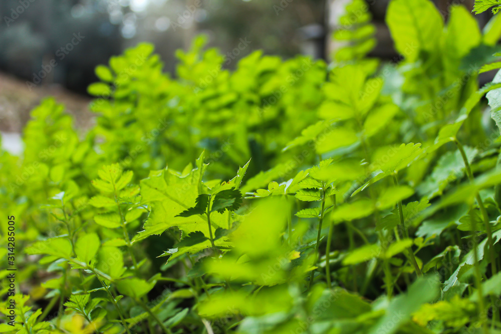 Environment concept: close up on green leaves, perfect background, selective focus Environment concept: close up on green leaves, perfect background, selective focus