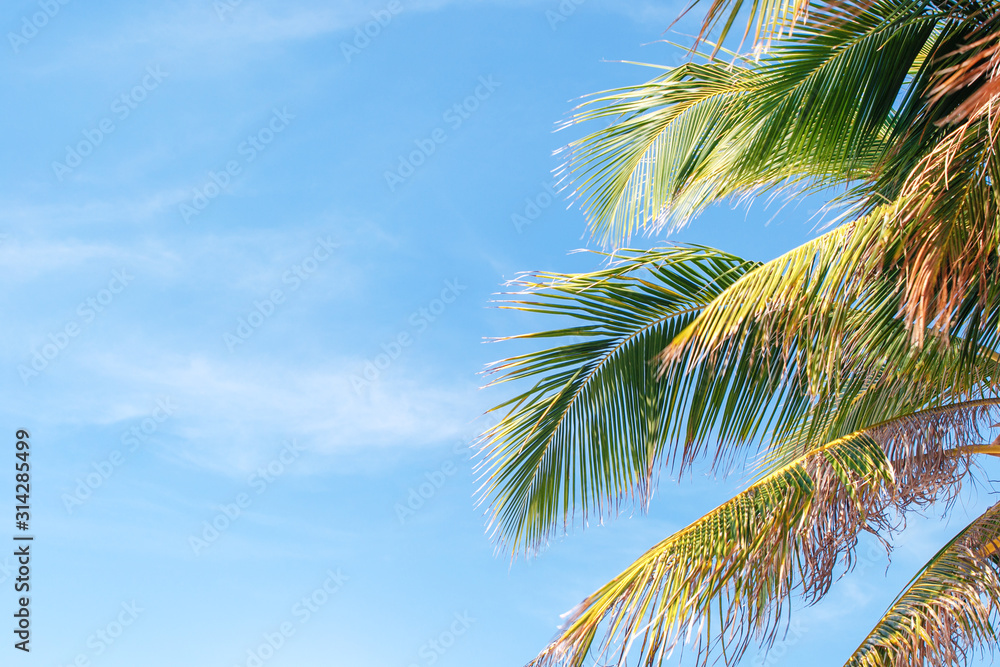 beautiful nature green palm leaf on tropical beach with copy space.