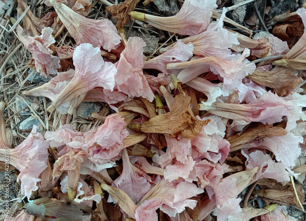 Prunus cerasoides flowers falling under the tree background closeup Prunus cerasoides flowers falling under the tree background closeup