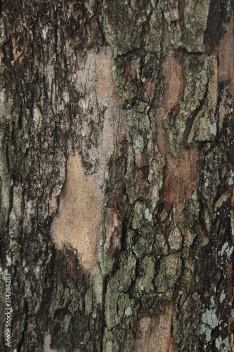 Close up of tree barks covered with moss