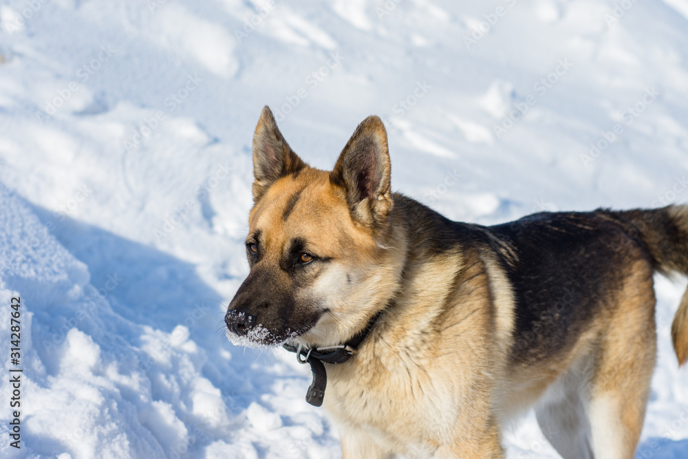 dog portrait on snow background, pet from the shelter
