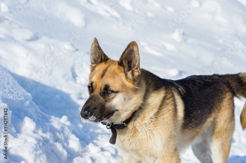 dog portrait on snow background, pet from the shelter © chelovekpoddojdem
