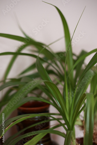 houseplant at home in a pot on the windowsill