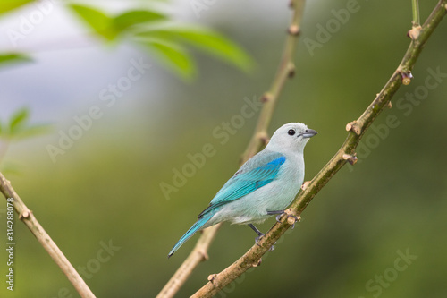Blue-grey tanager (Thraupis episcopus) resting on a branch © serge