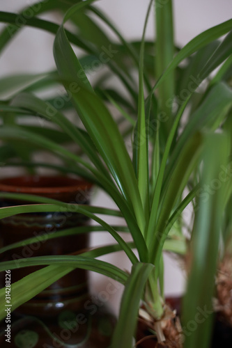 houseplant at home in a pot on the windowsill