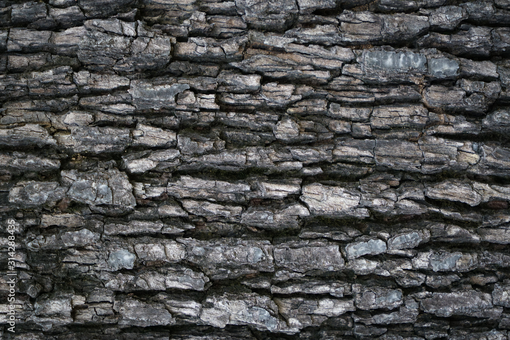 Old wood tree Texture background. Old wood tree Texture background.