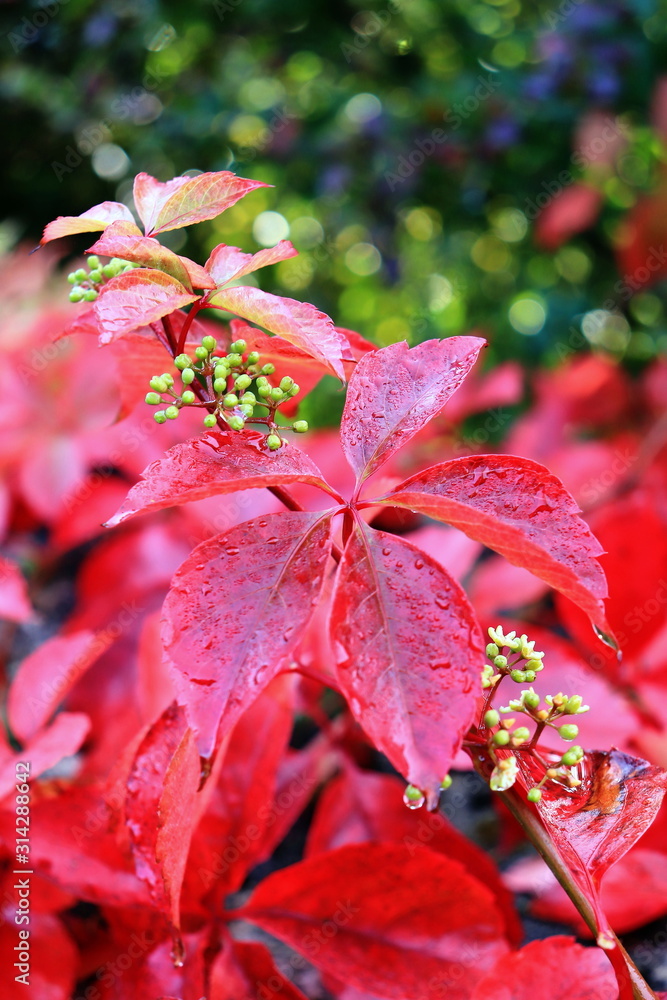 bright red autumn leaves covered with rain drops, green and blue bokeh background bright red autumn leaves covered with rain drops, green and blue bokeh background