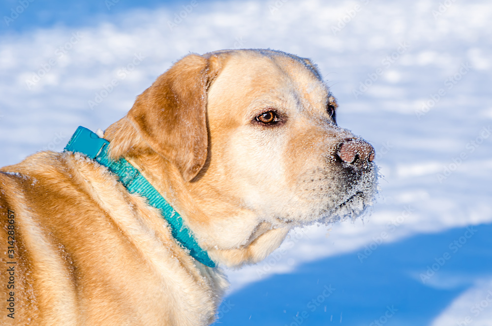 A dog Labrador retriever walking on the snow A dog Labrador retriever walking on the snow