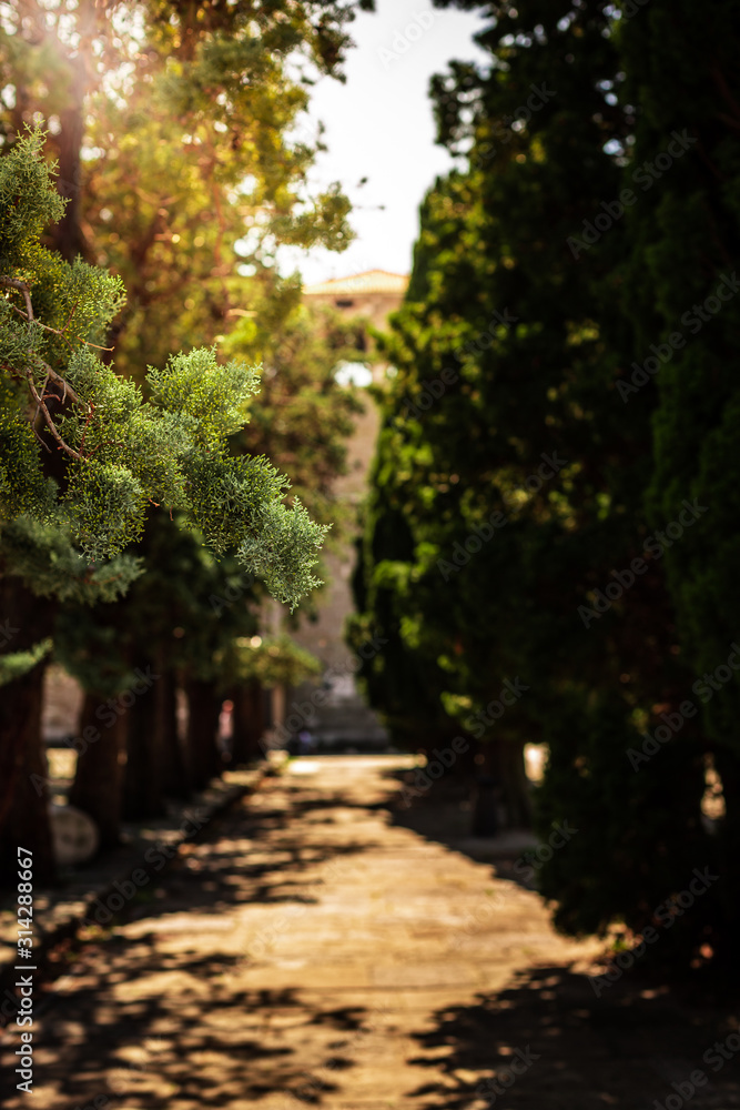 old alley with pine trees in the memorial park near the castello di san giusto in trieste italy with the sun shining through the trees.