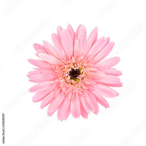 Pink flower head isolated on white background. This image has clipping path.