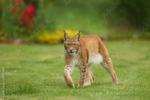 The Eurasian Lynx (Lynx lynx), portrait. Eurasian lynx in the garden.Big lynx on green background.