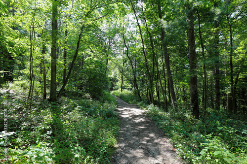 Buttermilk Falls State Park, Ithaca, New York. Rim trail. Hiking trail through the forest