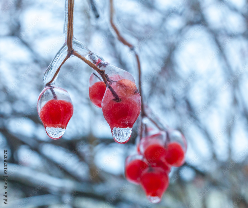 Freezing rain. The branches of plants covered with a thick layer of ice. Shallow depth of field, abstract background. Freezing rain. The branches of plants covered with a thick layer of ice. Shallow depth of field, abstract background.