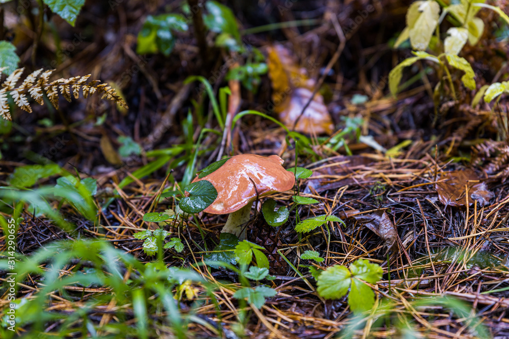 Young oily mushroom makes its way through the grass in the forest after rain in the mountainous part of Georgia in rainy weather Young oily mushroom makes its way through the grass in the forest after rain in the mountainous part of Georgia in rainy weather