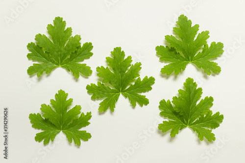 Five home plant geranium leaves arranged in a row on white background.