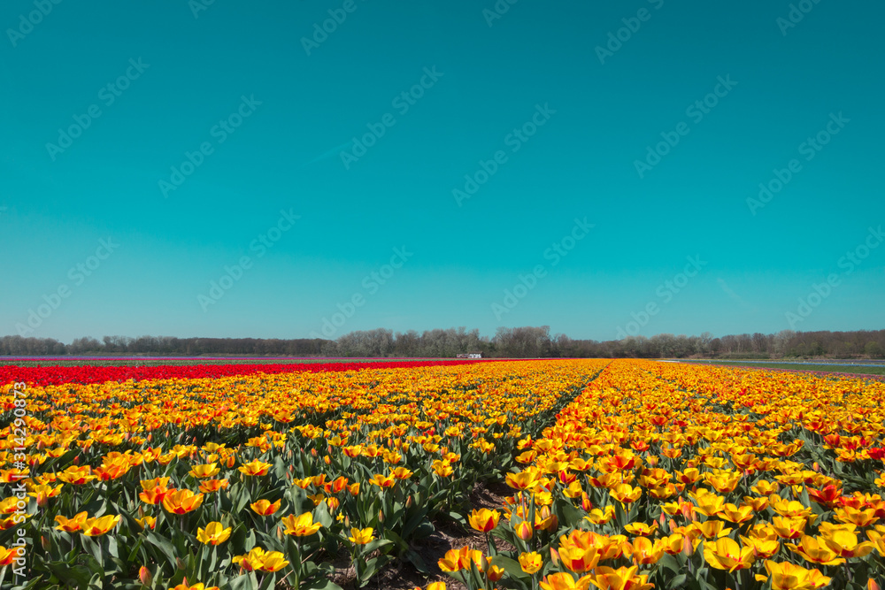 Colorful Tulip Field