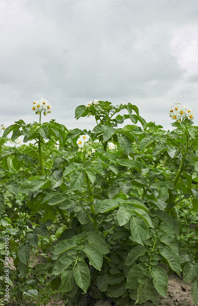 Potato plant blooming during vegetation with white flowers and young healthy growth in the field, agrarian  background, grow your own and eco food agribusiness concept