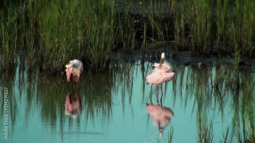 Two beautiful Spoonbills preening