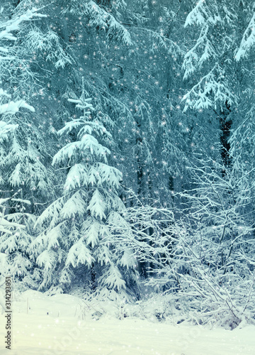 Snowfall in winter forest. Nature background with snow.