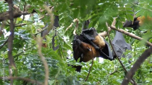 Lyle's Flying Fox hanging on tree