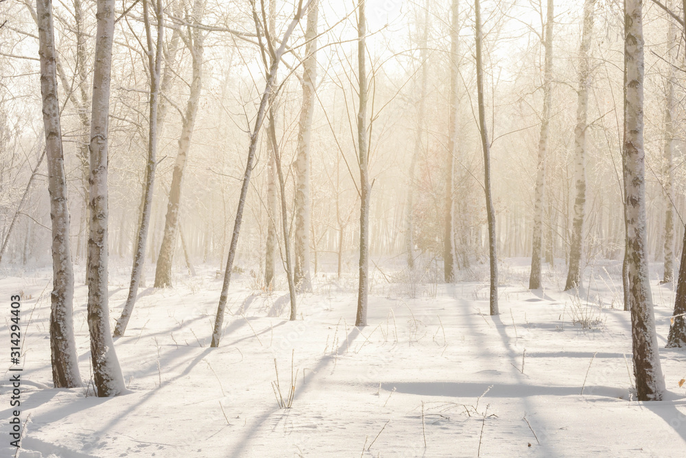 Light in the snow forest Light in the snow forest