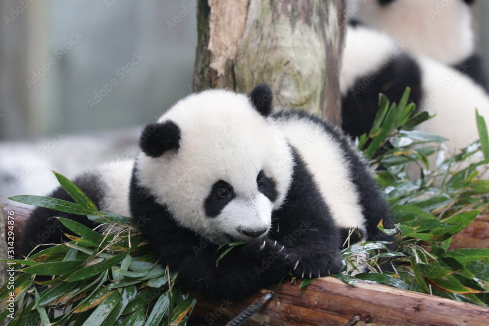 Obraz premium Little Baby Panda on the Playground, Chongqing, China