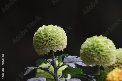 Close up Green Dahlia Flower