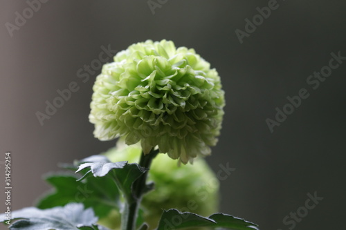 Close up Green Dahlia Flower