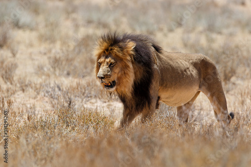 Lion  black maned Kalahari male  in Kgalagadi Transfrontier Park in South Africa
