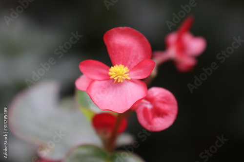 Blossom flower bouquet Christ thorn  Crown of thorns