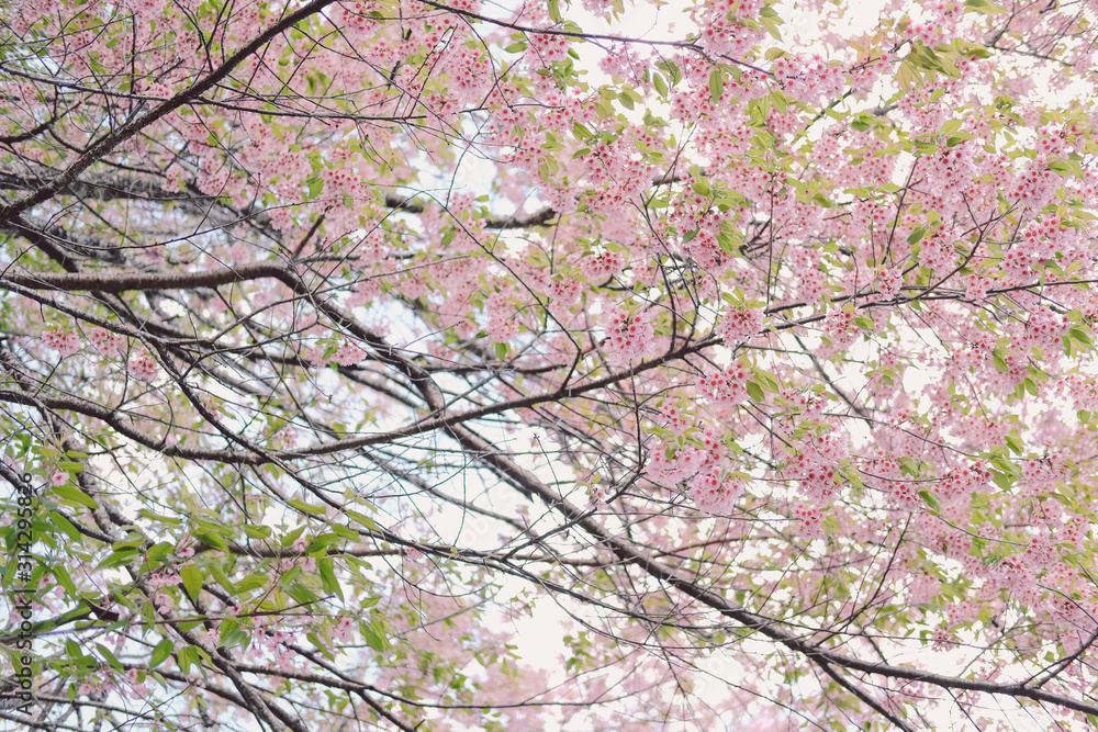 wild himalayan sakura cherry blossom flower. blooming pink flora tree wild himalayan sakura cherry blossom flower. blooming pink flora tree