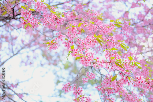 wild himalayan sakura cherry blossom flower. blooming pink flora tree © 88studio