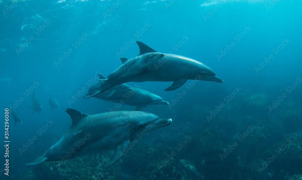 Fototapeta premium dolphins in the sea